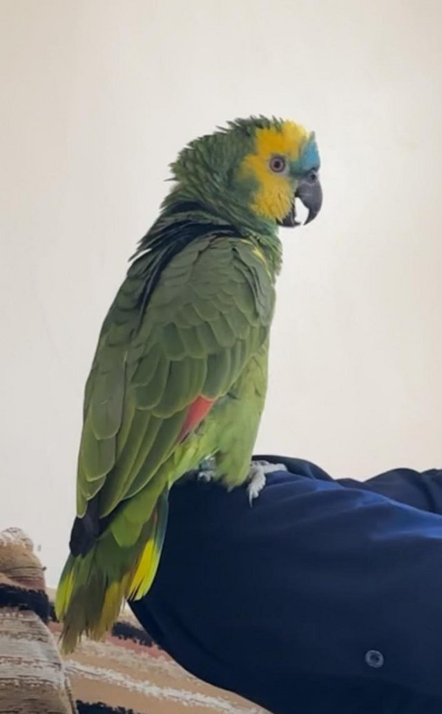 Preview of the first image of Fully tame and very talkative Amazon parrot.