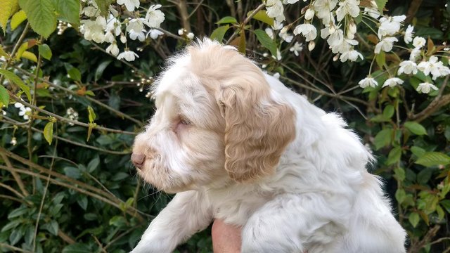 Image 21 of COCKAPOO PUPPIES TOP QUALITY.