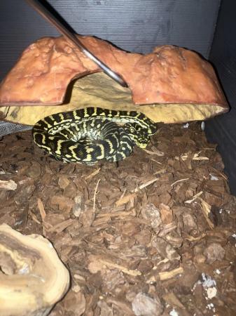 Image 3 of (Snake) Jungle carpet pythons male and female cb22-21