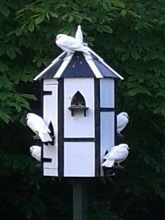 Image 1 of Pure White Doves for dovecotes