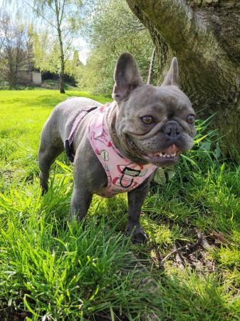 Image 3 of 2 year old French bulldog female for loving home