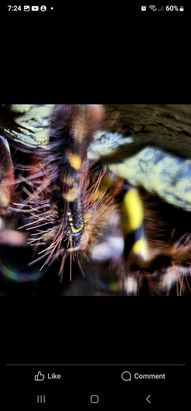 Preview of the first image of P ORNITA spider .... female.