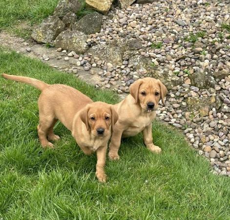 Image 18 of Gorgeous KC registered fox red Labrador puppies