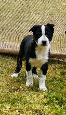 Image 25 of READY NOW One border collie girl puppy !!!