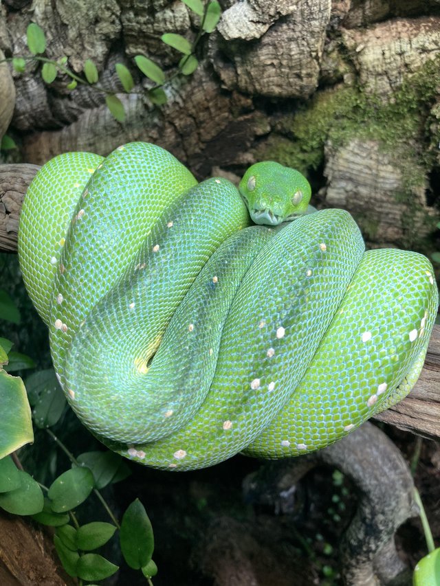 Preview of the first image of Pair of Green tree python (Aru) cb19 SOLD!!!.