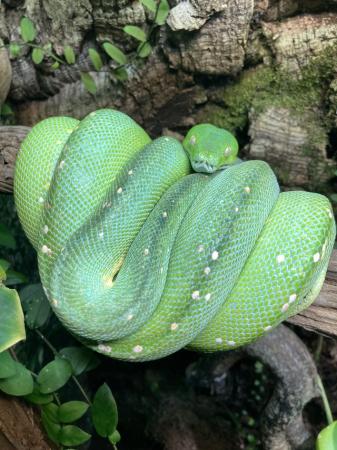 Image 1 of Pair of Green tree python (Aru) cb19 SOLD!!!