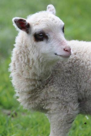 Image 2 of Registered Shetland Lambs and Shearlings