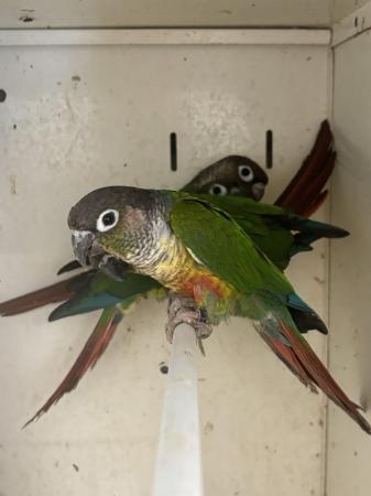 Image 4 of Yellow sided Conures’s available