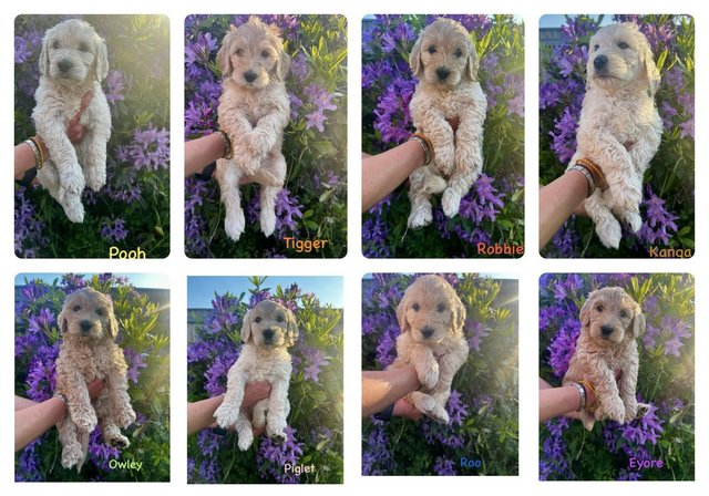 Preview of the first image of Goldendoodle Puppies for sale.
