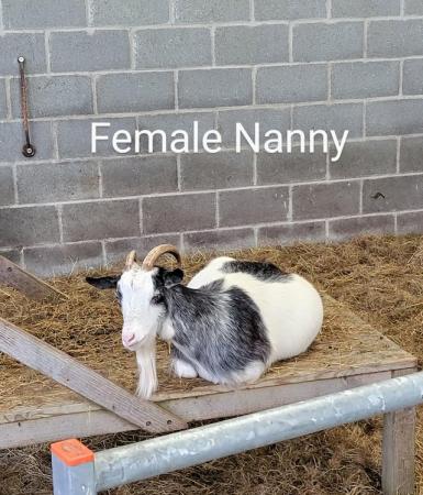 Image 1 of Various Pygmy and Guernsey Goats for Sale