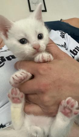 Image 2 of Pure white male kitten for sale
