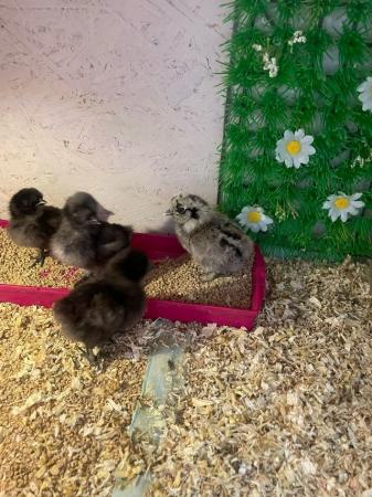 Image 2 of Silkie chicks chickens silkies reduced price
