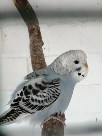 Image 8 of BABY BUDGIES for sale male and female from £20each