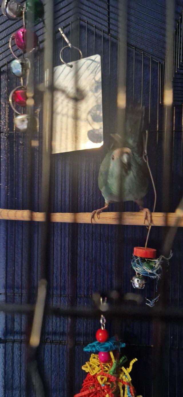 Preview of the first image of 8-10 month blue female kakariki.