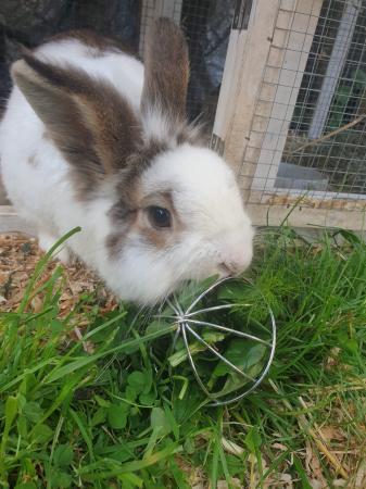 Image 2 of 3 year old mini lop x lion head rabbit and large hutch