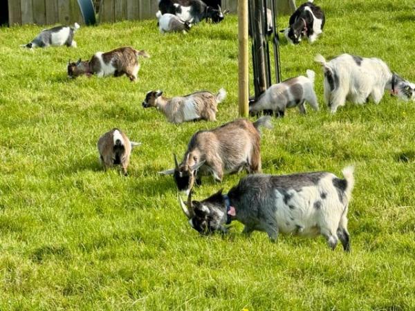 Image 2 of Pygmy Goat kids. pure bred