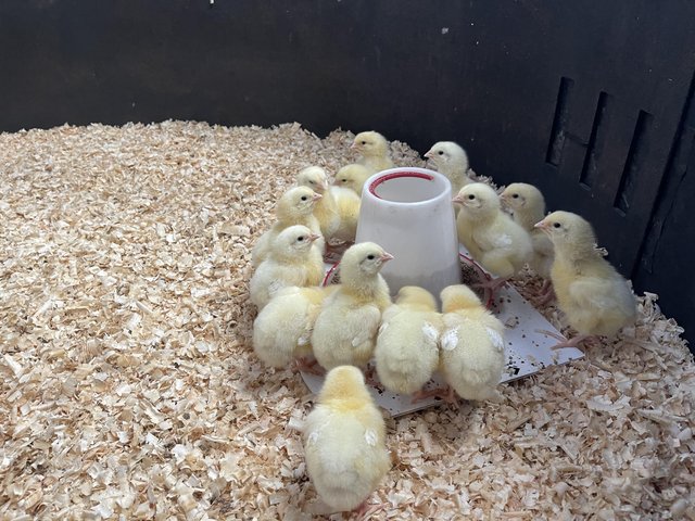Preview of the first image of Cob Chickens growers and chicks.