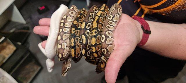 Image 6 of BEL, Lesser, Mojave, Wild type royal pythons for sale