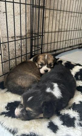 Image 6 of 3 Gorgeous KC Corgi Puppies for Sale