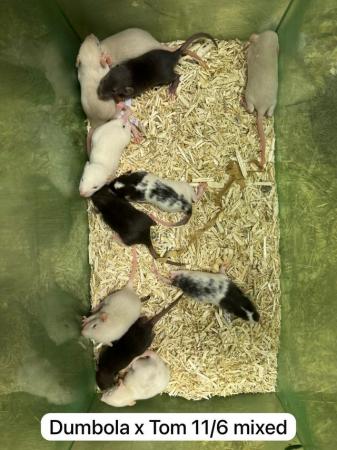 Image 8 of Baby rats ready soon. Males, females, dumbo, top eared
