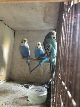 Image 4 of Baby budgies for sale blue and blue and white