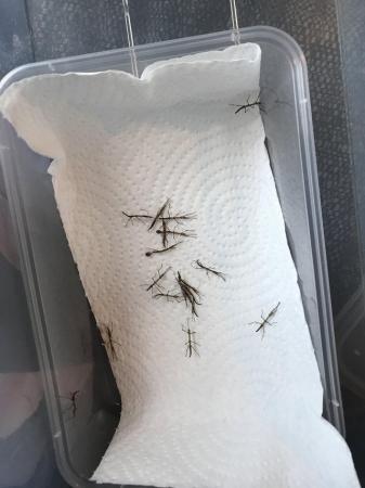 Image 1 of Baby Indian stick insects