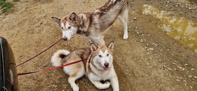 Image 10 of 2 beautiful husky x malamute girls left