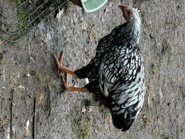 Image 15 of Beautiful pure bred, hand reared birds, hens cocks and trios
