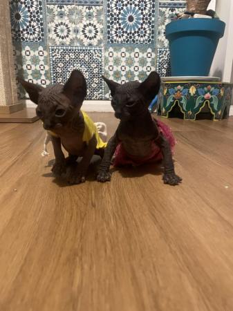 Image 1 of Canadian Sphynx kittens now available for new forever home