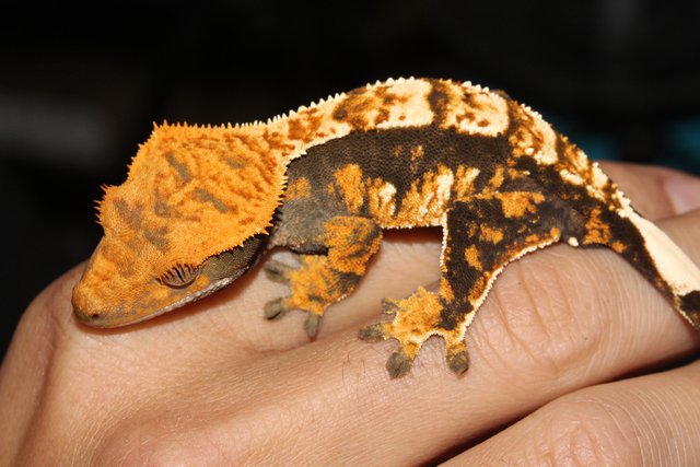 Preview of the first image of Stunning Tri-Colour Crested Gecko.