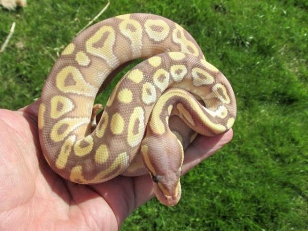 Image 5 of Sweet Banana Mojave ball python.