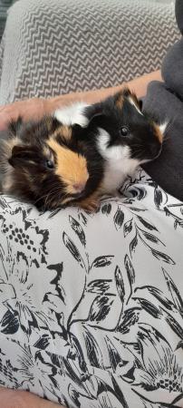 Image 4 of Two Beautiful Guinea Pig for sale