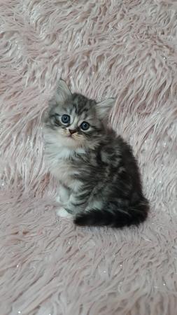 Image 13 of Chinchilla Persian x turkish calico kittens 1 girl left