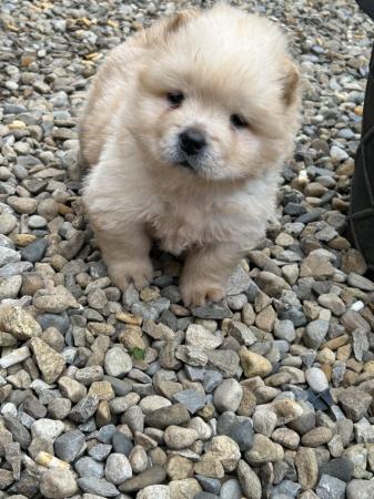 Image 3 of Kc reg chow chow puppies