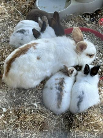 Image 5 of Baby rabbits lion head x silver fox