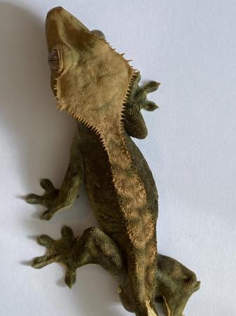 Image 3 of Juvenile male crested geckos for sale