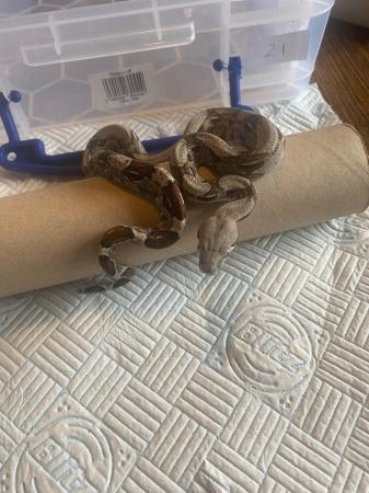 Image 4 of Boa Constrictor Babies for sale