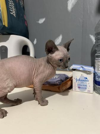 Image 3 of ** Blue Mink Sphynx Boy available ** READY TO LEAVE