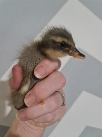 Image 3 of Runner Ducklings Collection Only