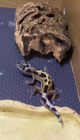 Image 4 of 7 Month old Leopard Gecko