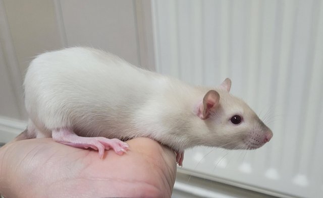 Preview of the first image of Baby straight hair and double rex male siamese rats.