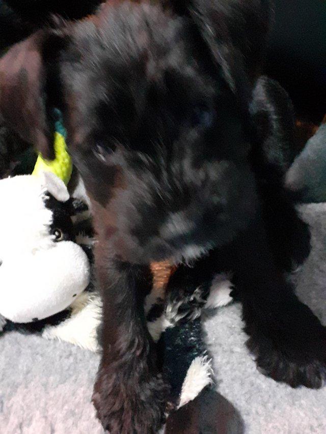 Preview of the first image of 8 wk old miniature schnauzer  3 black boys remaining.