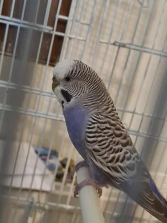 Image 3 of Lovely young female budgie ...