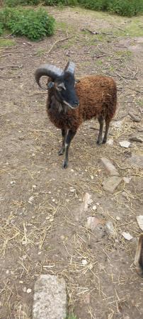 Image 2 of Rare breed Soay sheep looking for new homes