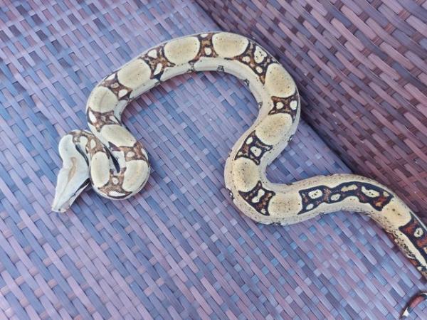 Image 2 of Boa imperator babies 2021 jungle harlequin