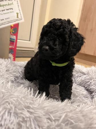 Image 10 of KC registered toy poodle puppies LAST BOY
