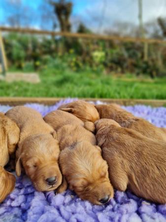 Image 5 of Red Labradoodle puppies