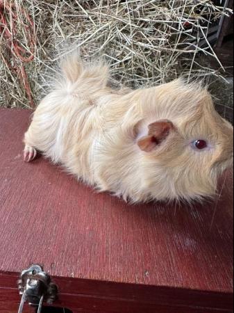 Image 2 of Funky haired male guinea pig.