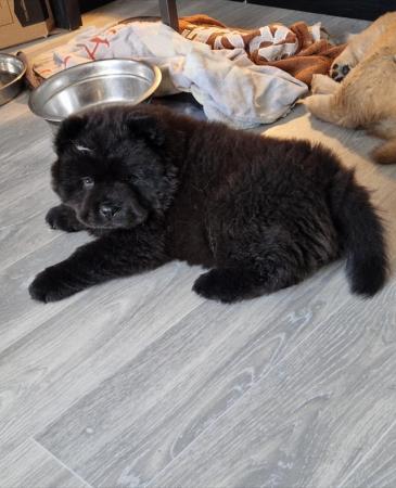 Image 4 of 8 week old male black chow chow