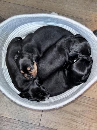 Image 4 of 3 Beautiful Cockerdale Puppies